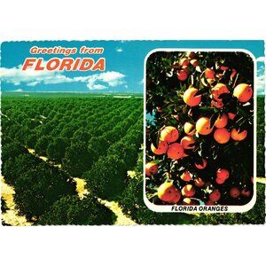 Florida Citrus Orange Grove Vintage Postcard  Landscape Aerial View Marvin Murph
